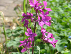 Lunaria annuaTuinjudaspenning  bestellen